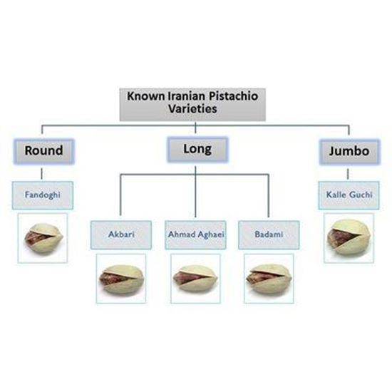 Persian Pistachios Kalleh ghouchi  की तस्वीर