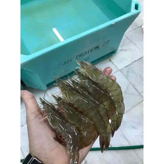 Изображение Vannamei Shrimp