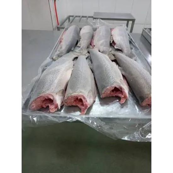 Picture Of Salmon Trout