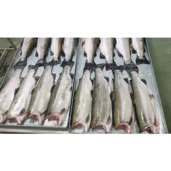 Picture Of Salmon Trout