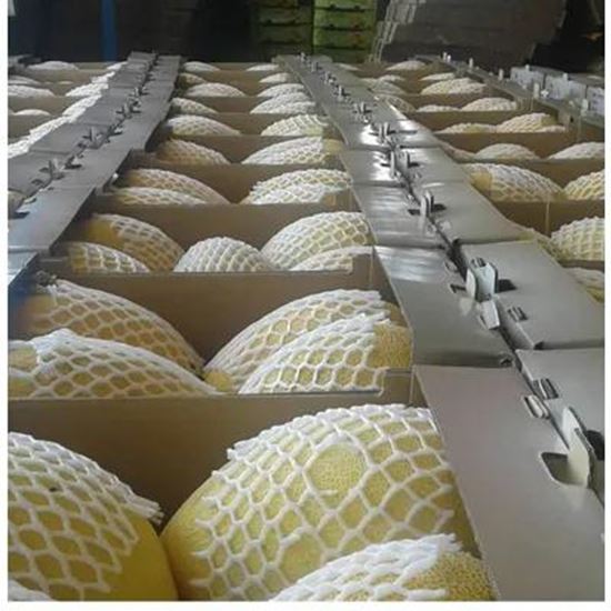 تصویر  Melon