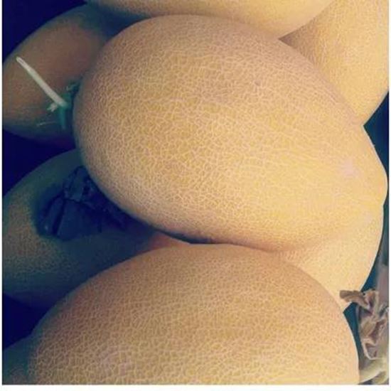 تصویر  Melon