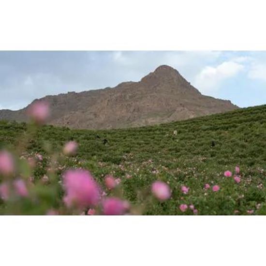 Organic Damascena Rose Oil の画像