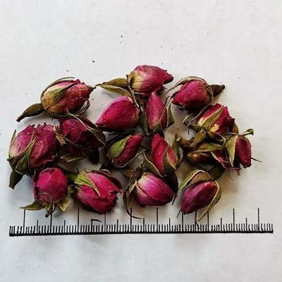 Picture Of Damask rose bud