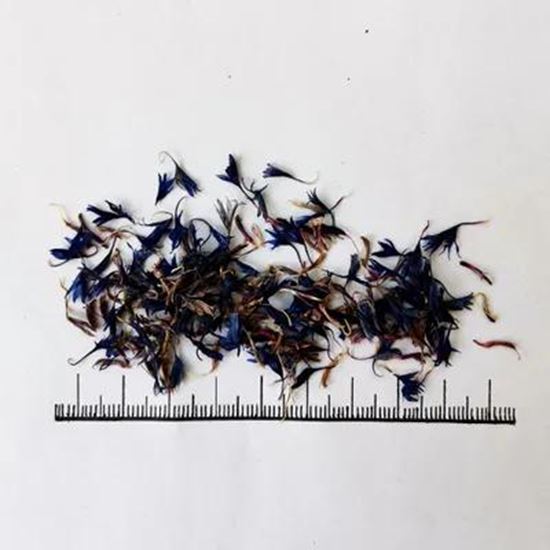 Picture Of Cornflower petals
