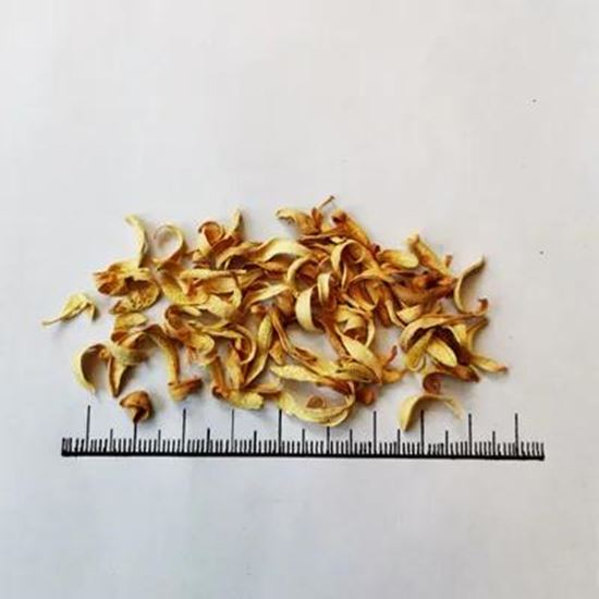 Picture Of Bitter orange blossom