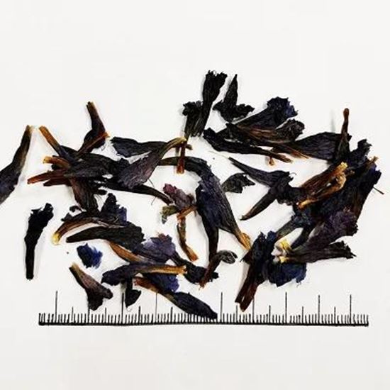 Picture Of Echium amoenum