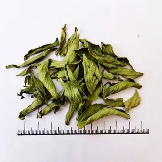 Picture Of Candyleaf
