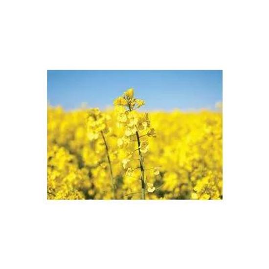 Picture Of Rapeseed