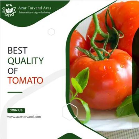 greenhouse tomato の画像
