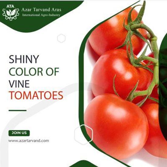 greenhouse tomato の画像