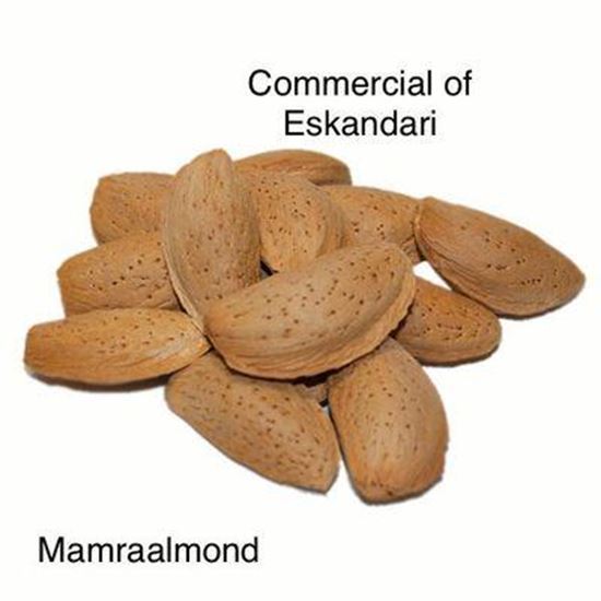 Picture Of MAMRAALMOND