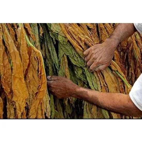 Picture Of Tobacco