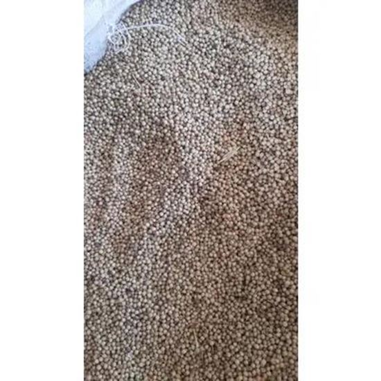 Bild Coriander Seed