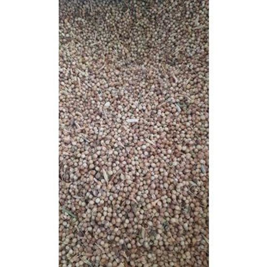 Bild Coriander Seed