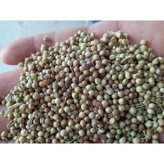 Bild Coriander Seed