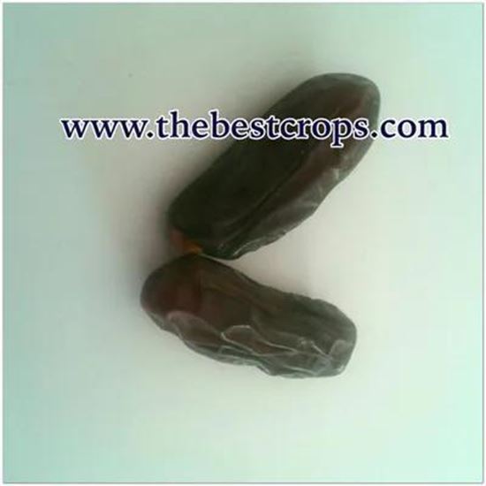 Picture Of Dried Date from Iran, Top Quality