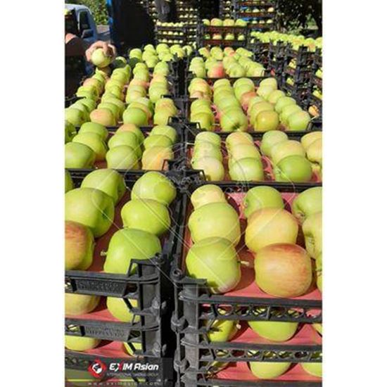 图片 Iran Fresh Apples ( Red apple, Yellow apple, Green apple )