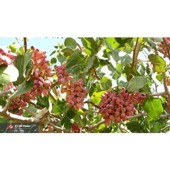 Picture Of Iranian Premium Pistachio