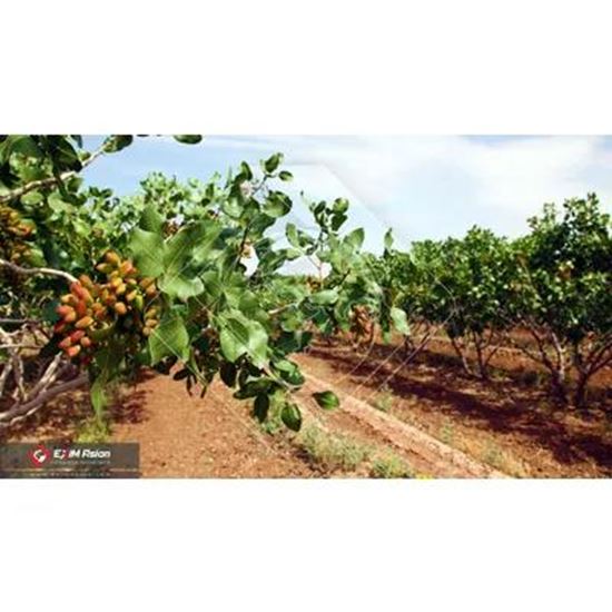 Picture Of Iranian Premium Pistachio