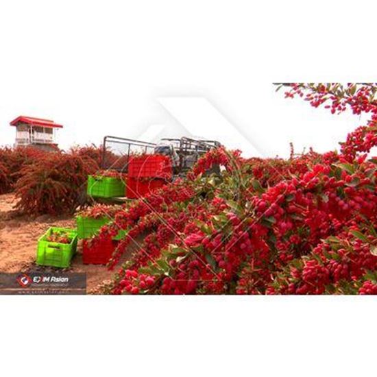 Picture Of Dried Barberry (Zereshk)