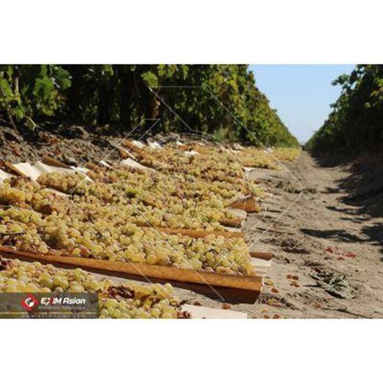 Immagine di Iranian Raisin
