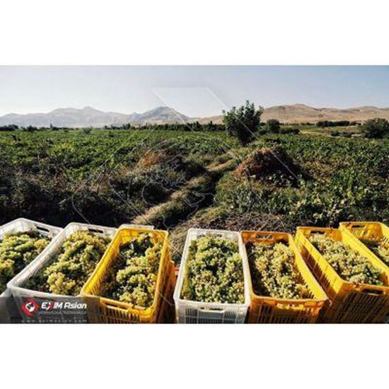 Immagine di Iranian Raisin