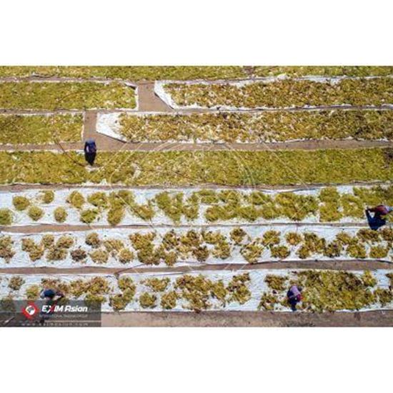 Immagine di Iranian Raisin