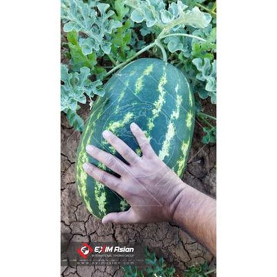 Изображение Iran Fresh Watermelon