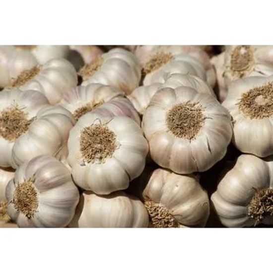 Picture Of garlic