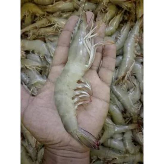 تصویر  shrimp