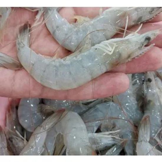 Picture Of Fresh and frozen shrimp. King shrimp and other types