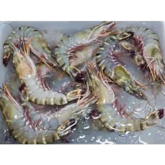 Picture Of Fresh and frozen shrimp. King shrimp and other types