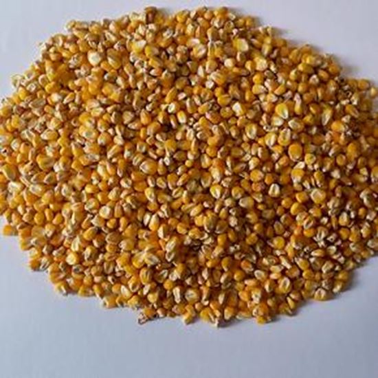 Picture Of Corn FOB Astrakhan Russia