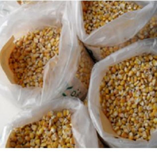 Picture Of Corn FOB Astrakhan Russia