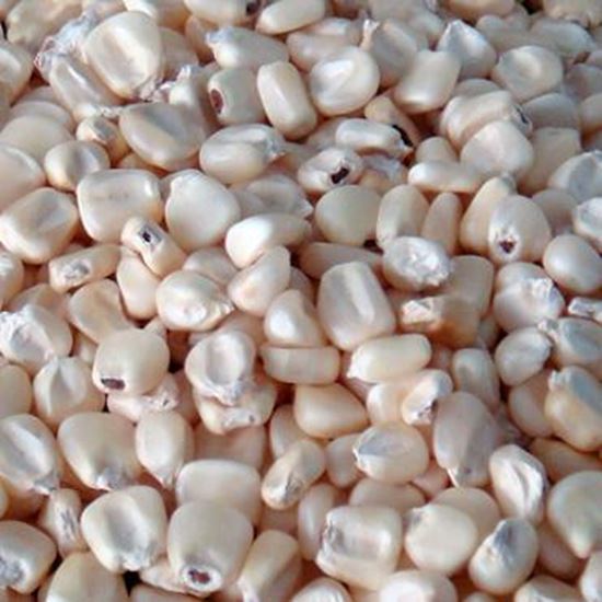 Изображение White Corn C&F ports of Russia