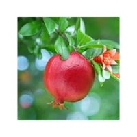 Pomegranate concentrate